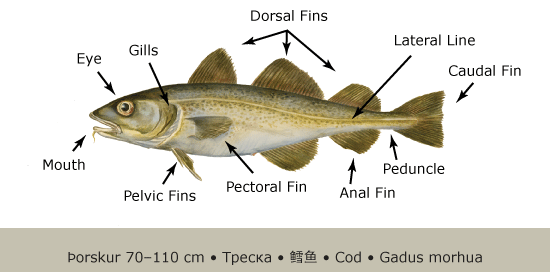 Cod_Anatomy