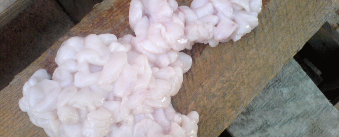 Cod Milt