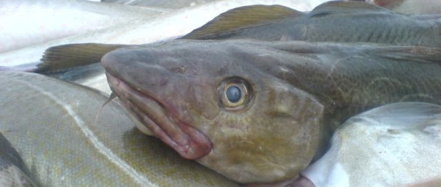 COD