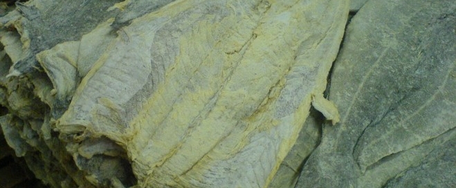 Dried Saithe Splitted