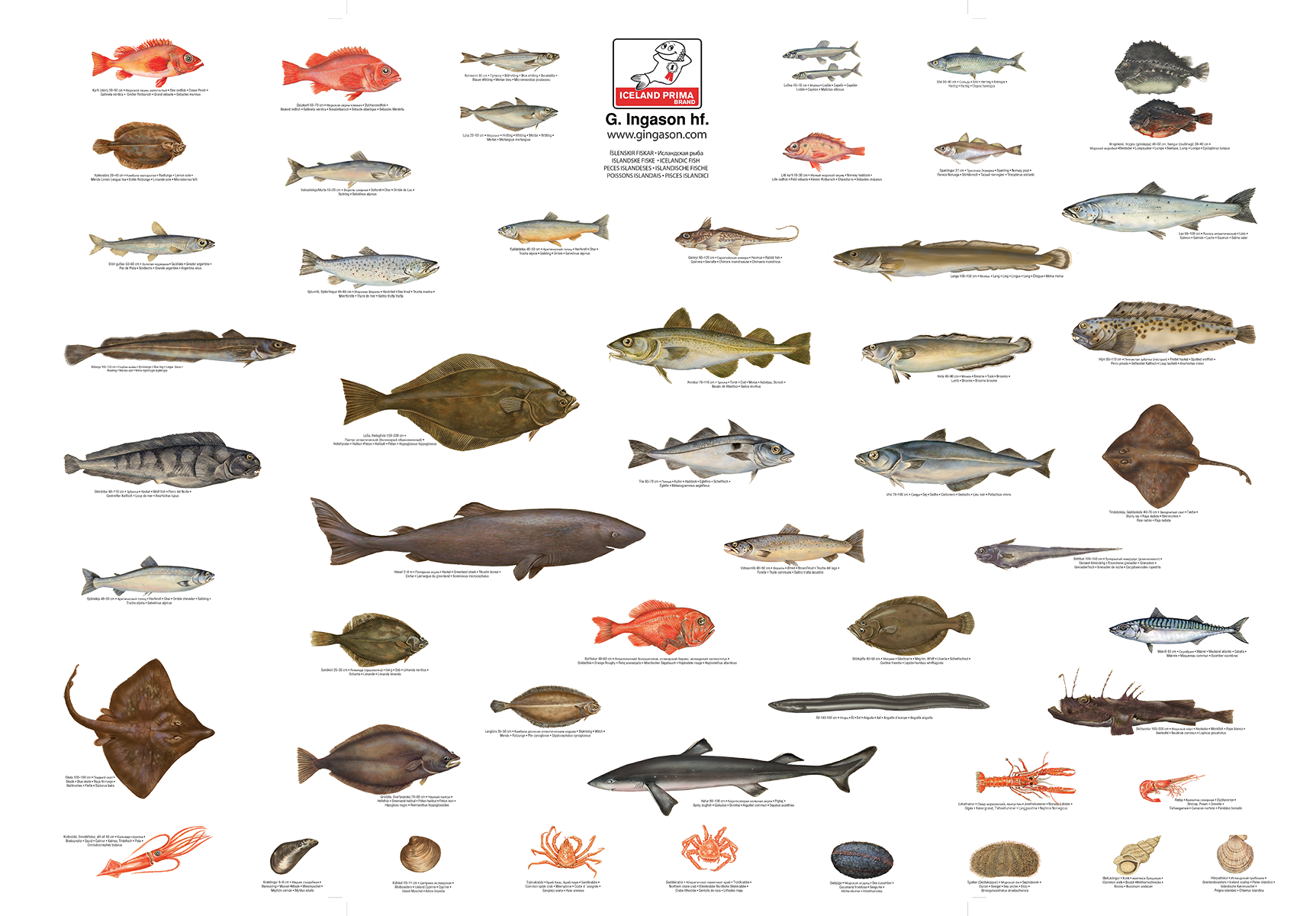 G. INGASON SEAFOOD: ICELANDIC FISH SPECIES POSTER