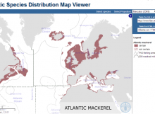 Mackerel Distribution