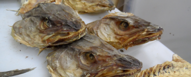 COD HEADS