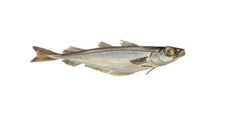 BLUE-WHITING