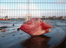 Redfish Head / SEBASTES MARINUS