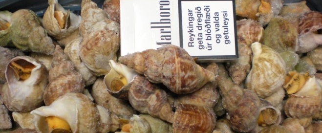 Sea Whelk Buccum