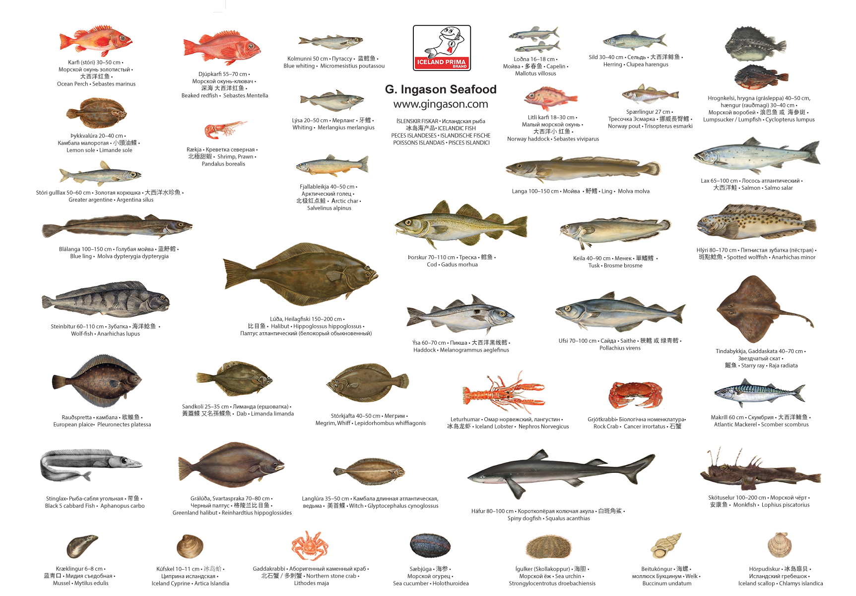 Icelandic Fish species