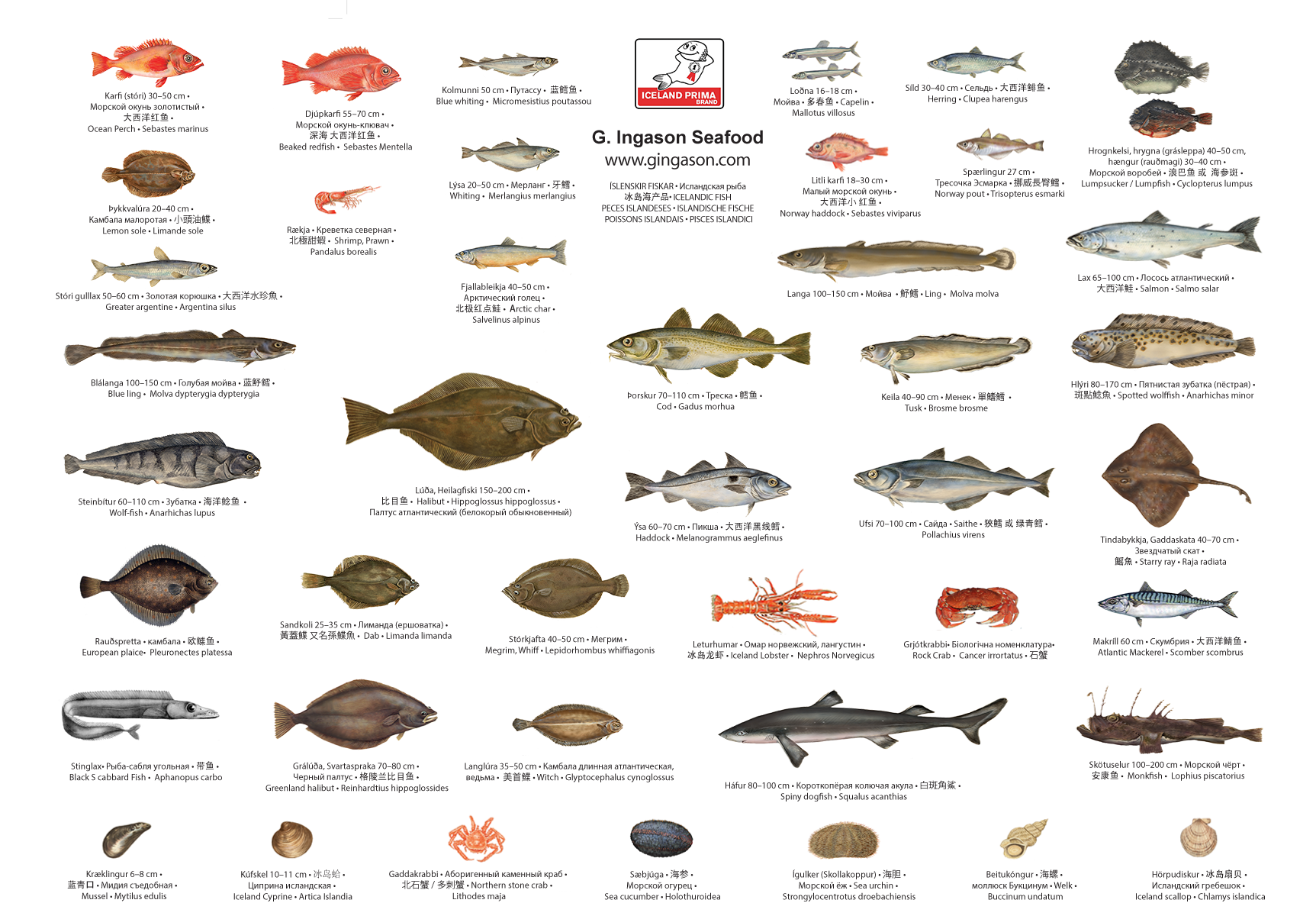 North Atlantic Fish Species Chart