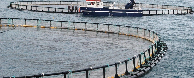 FARMED FISH