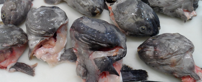Wolffish / Ocean Catfish, G. Ingason Seafood