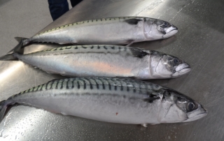 MACKEREL SEASON STARTED NOW IN ICELAND.  AVAILABLE WHOLE ROUND AND FILLETS