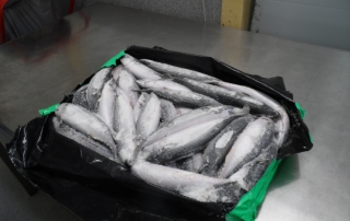 CAN OFFER FEW CONTAINERS OF  ATLTANTIC MACKEREL (SCOMBER SCOMBRUS)