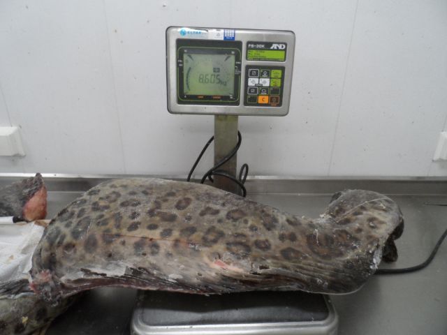 CEAN SPOTTED CATFISH