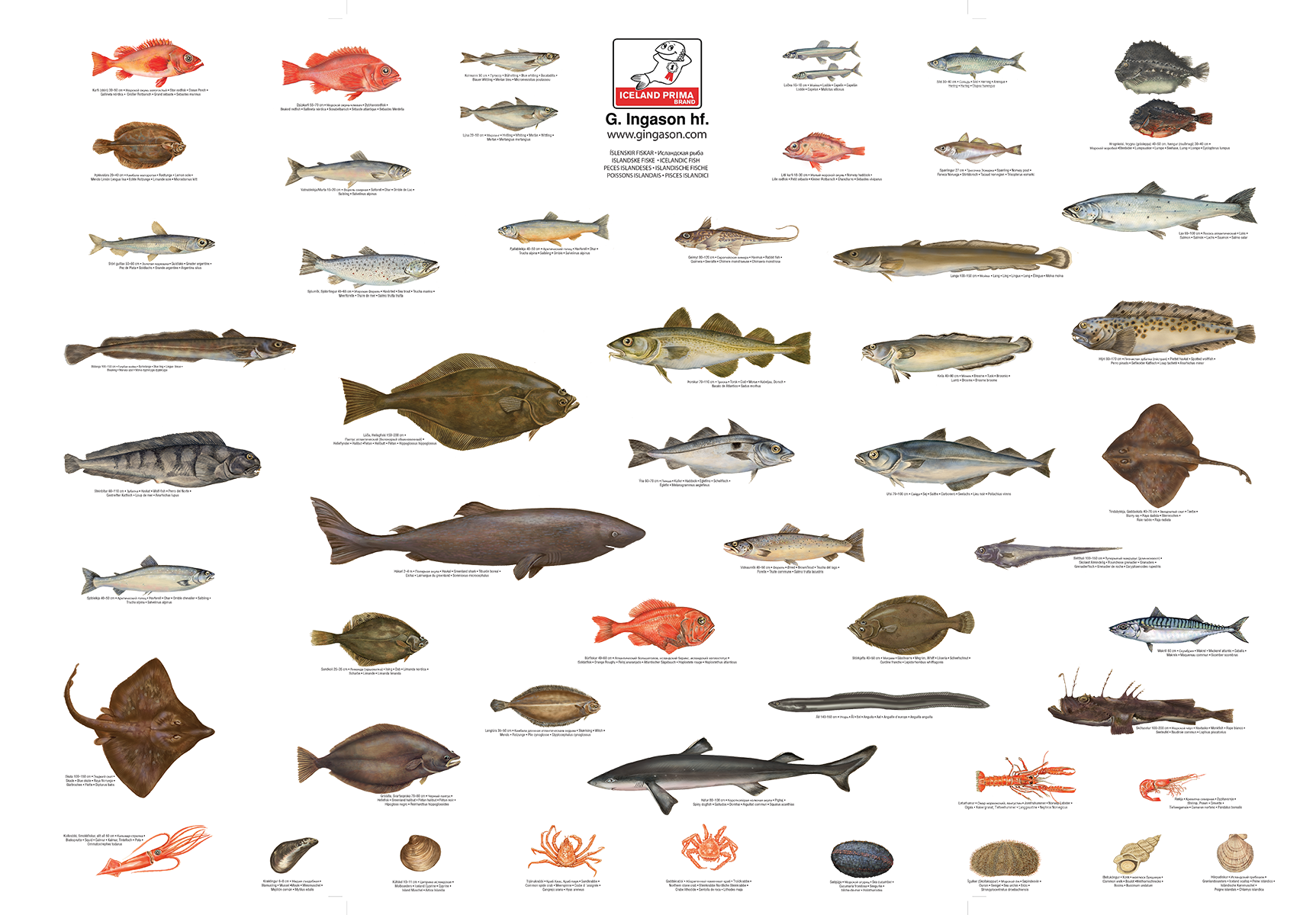 Icelandic Fish species.