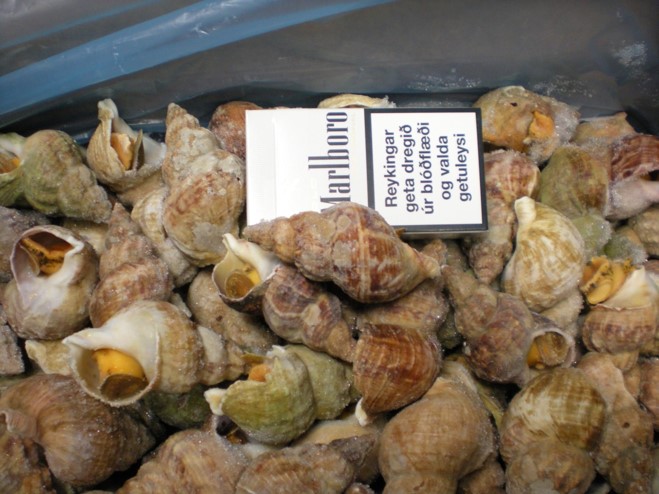 Sea Whelk Buccum