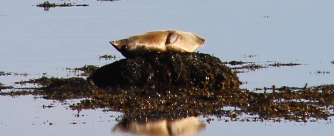 Icelandic Seal