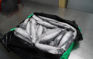 NEW  SEAFOON OF  ATLANTIC  MACKEREL  HERE IN  ICELAND   CAN  OFFER SMALLER SIZES