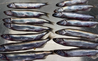 CAPELIN MALE  AVAILABLE IN ICELAND
