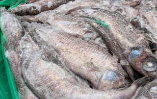 CAN  OFFER  GREAT SILVER SMELT / GREAT ARGENTINE (ARGENTINA SILUS)
